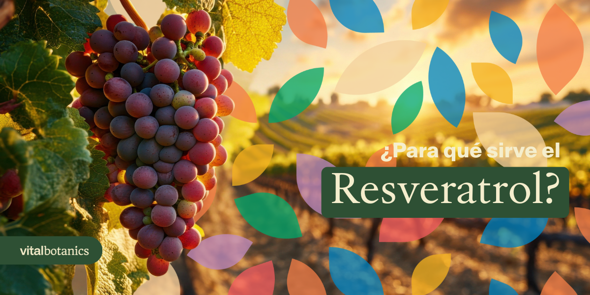 Para que sirve el Resveratrol en Cápsulas - VitalBotanics