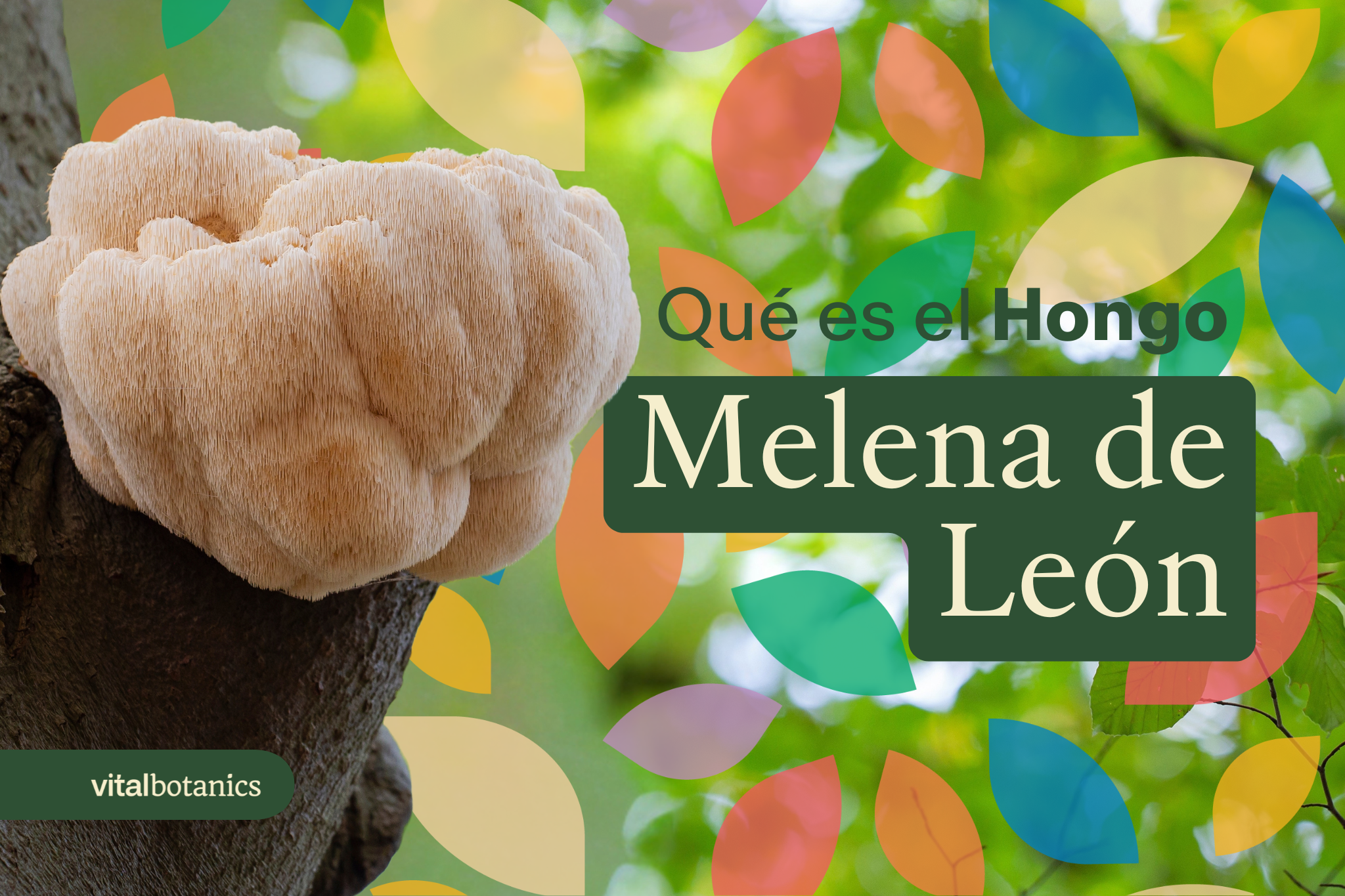 Que es el Hongo Melena de León - VitalBotanics