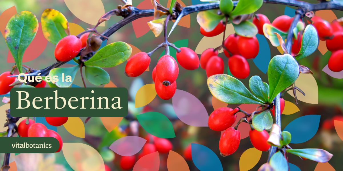¿Qué es la Berberina? - VitalBotanics