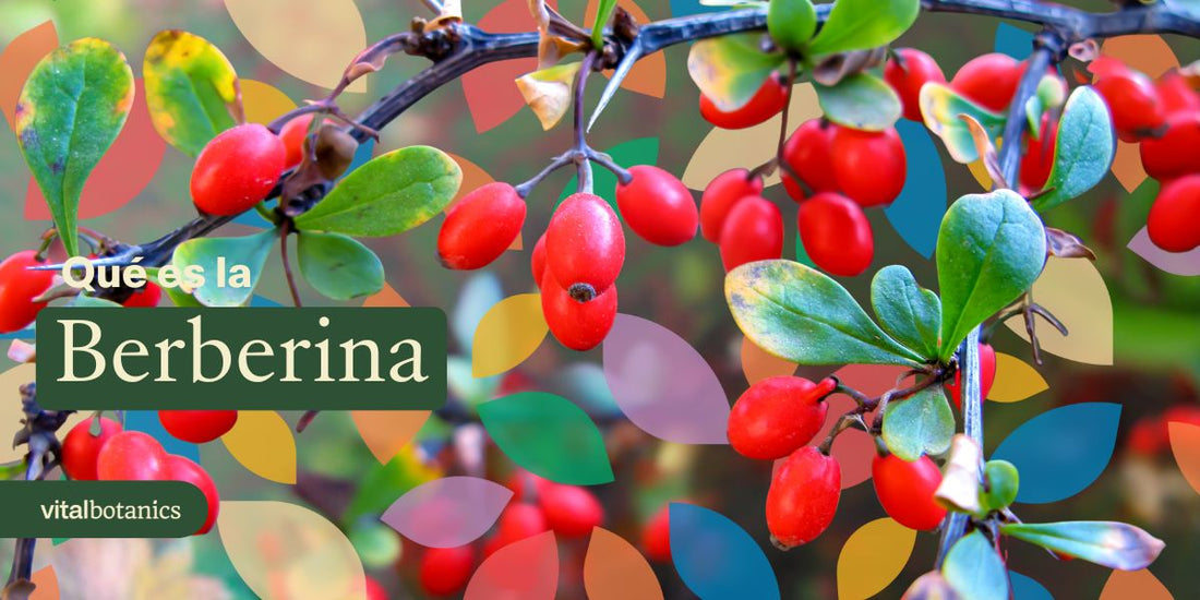 ¿Qué es la Berberina?