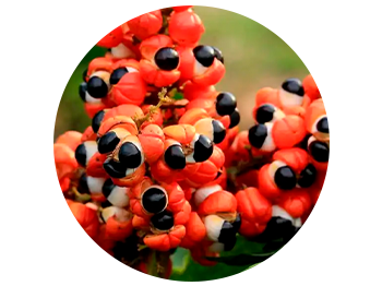 multicolumns-item-image-2