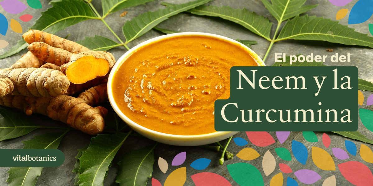 ¿Qué es el neem y de dónde proviene? - VitalBotanics