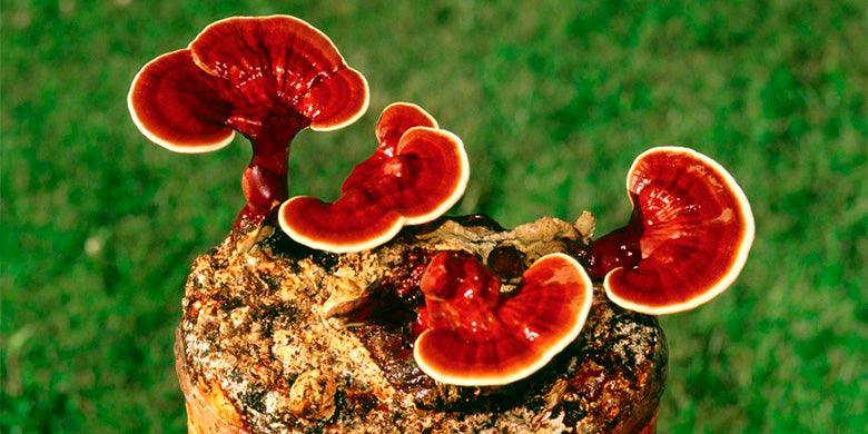 HONGOS ADAPTÓGENOS: Propiedades y beneficios