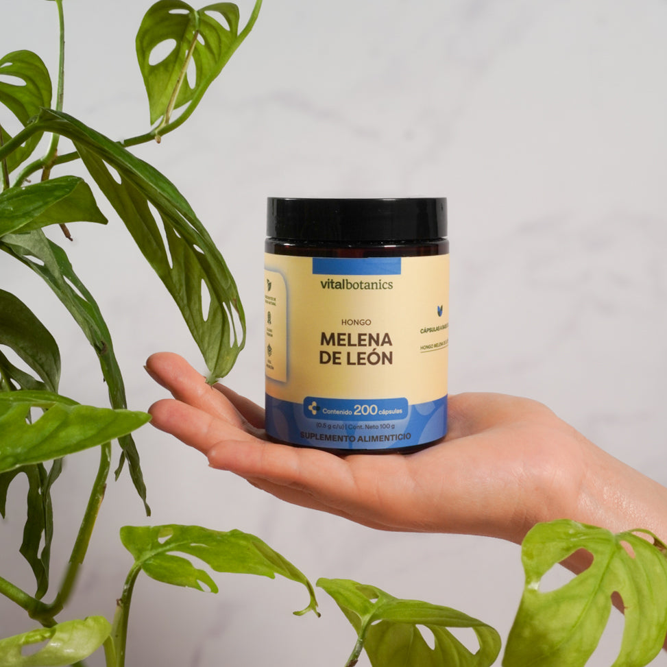 Hongo Melena De Leon en Cápsulas