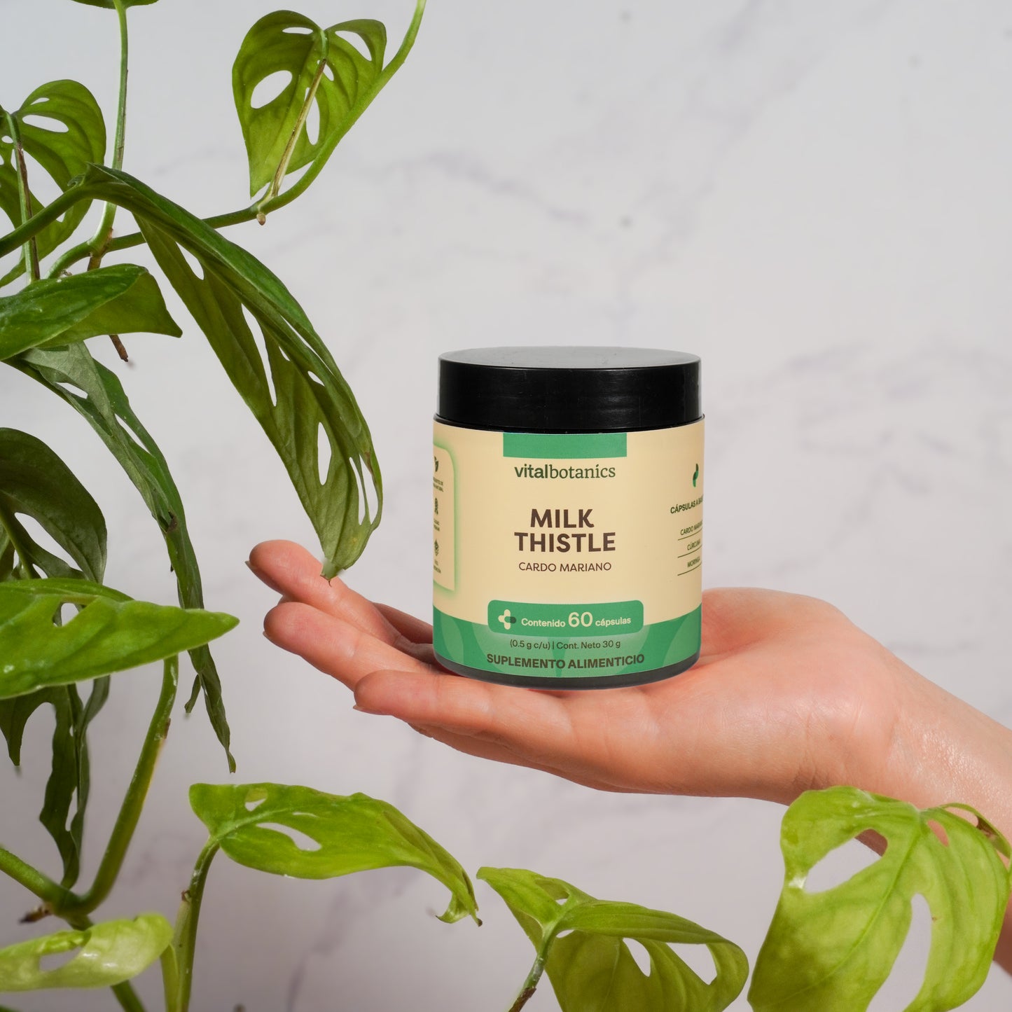 Milk Thistle, Cardo Mariano en Cápsulas